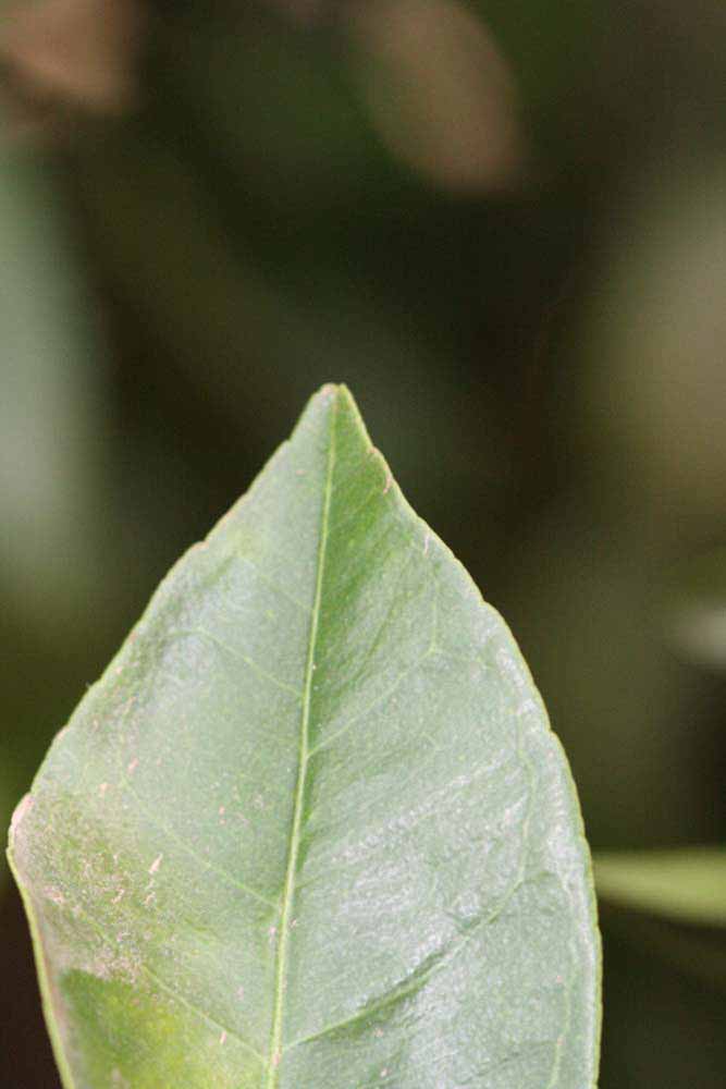              Margin (Riverside, CA)       